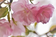 平成最後を咲く桜達～xxii