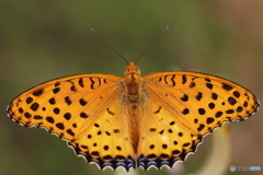 俺様の紋々さ～、、、！！