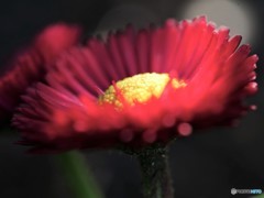 素直に好きな気持ち 、、、。