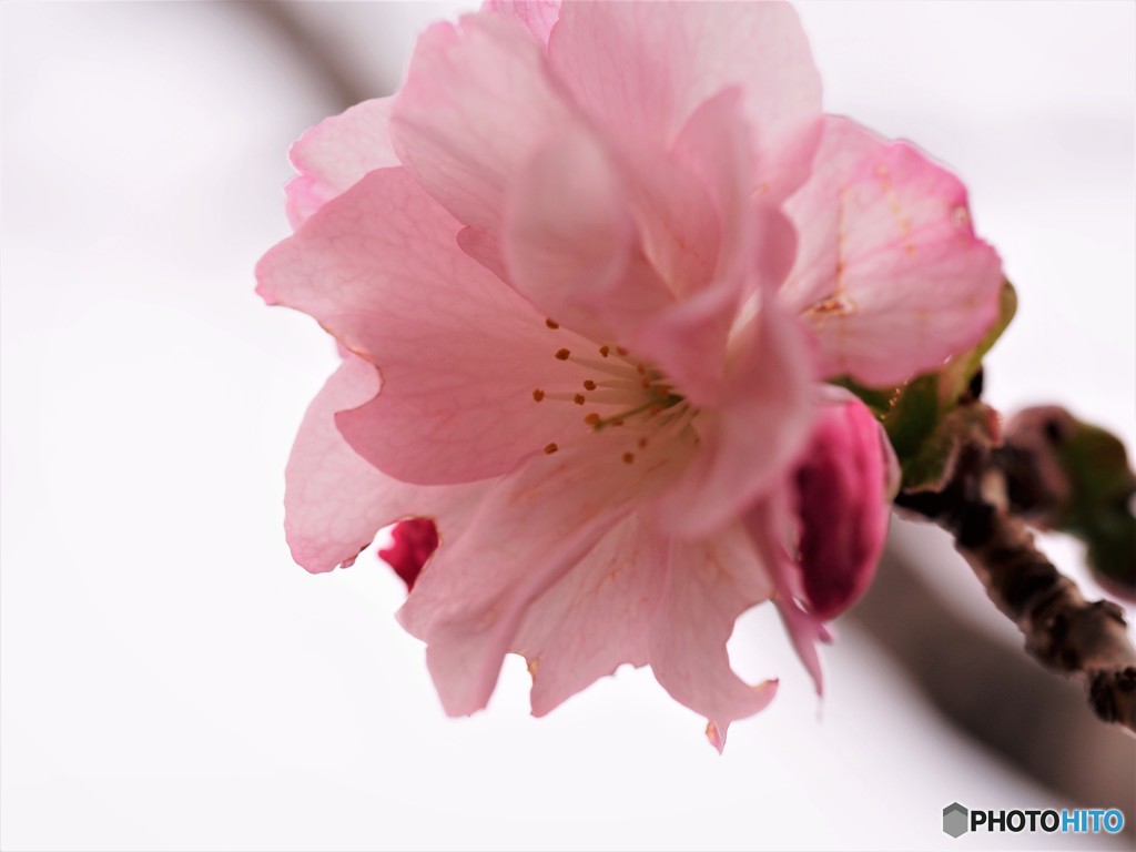 平成最後を咲く桜達～ⅲ