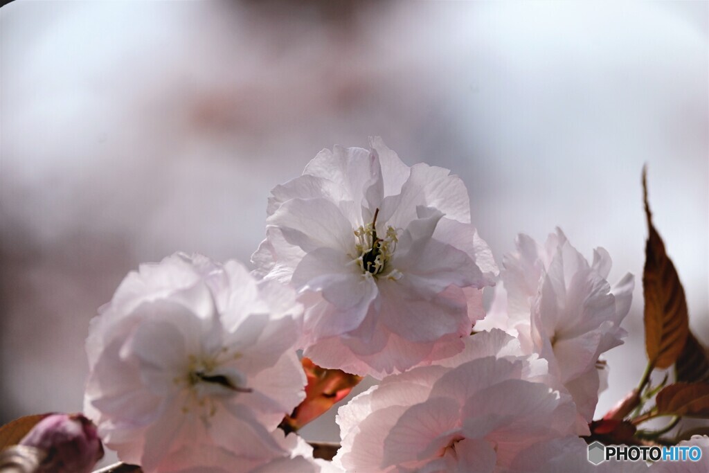 汐入八重桜　一葉～ⅲ