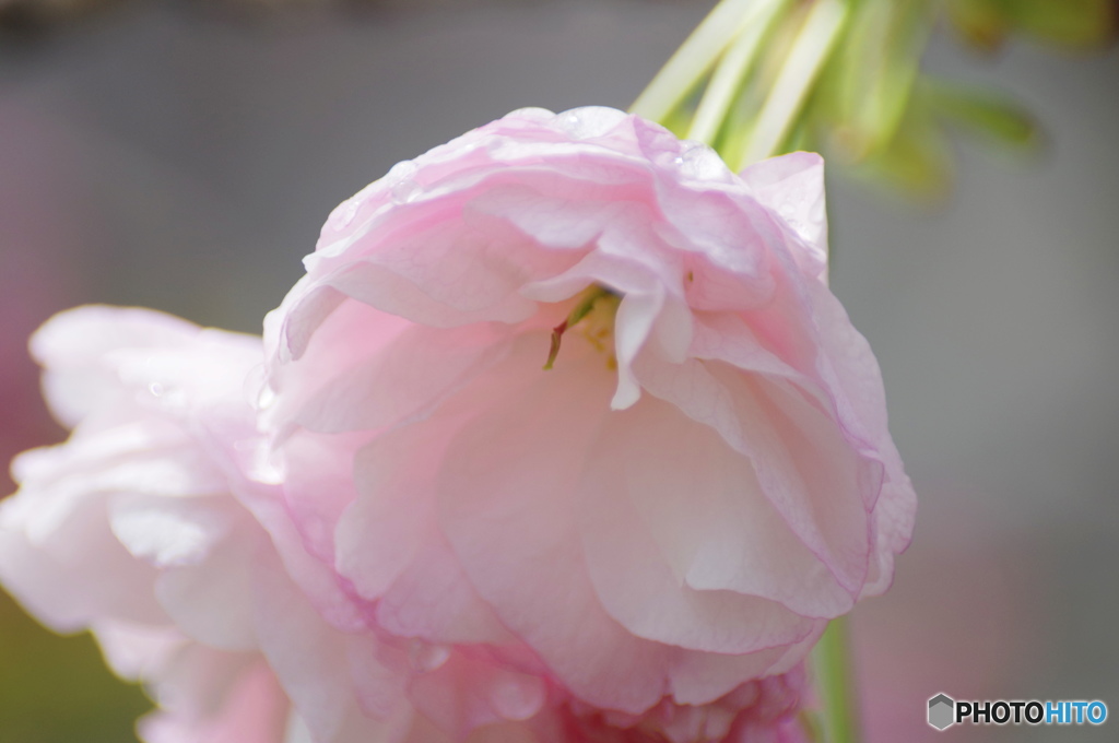 卯月桜ー一葉ー２