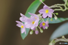 Solanum melanoxylon