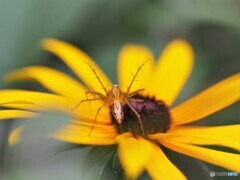 花で待つ、、、②