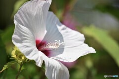 夏の名残り