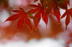 それぞれの秋ー32