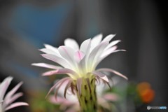 魅せられて～①
