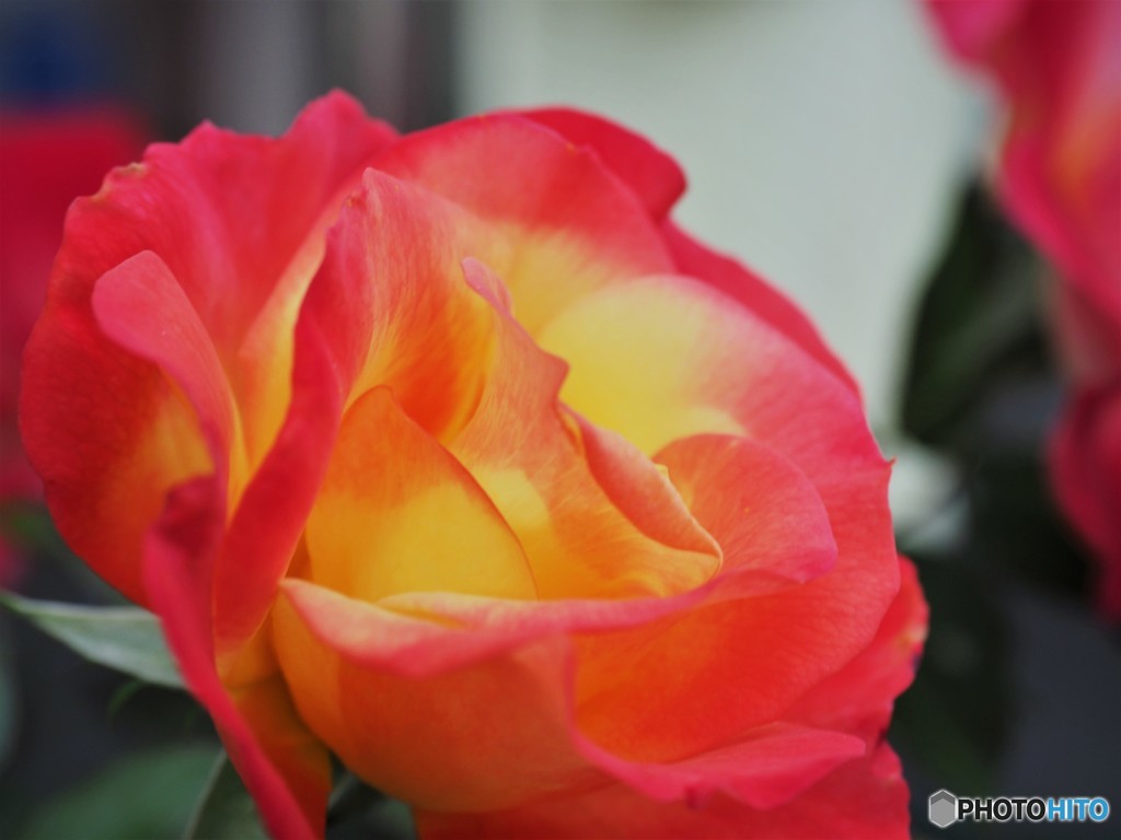 駅前の薔薇、、、③