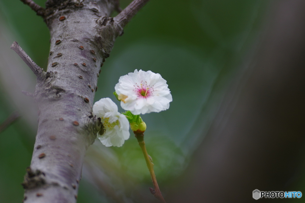 君を見つめる。