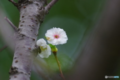 君を見つめる。