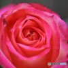 我が家の華～①