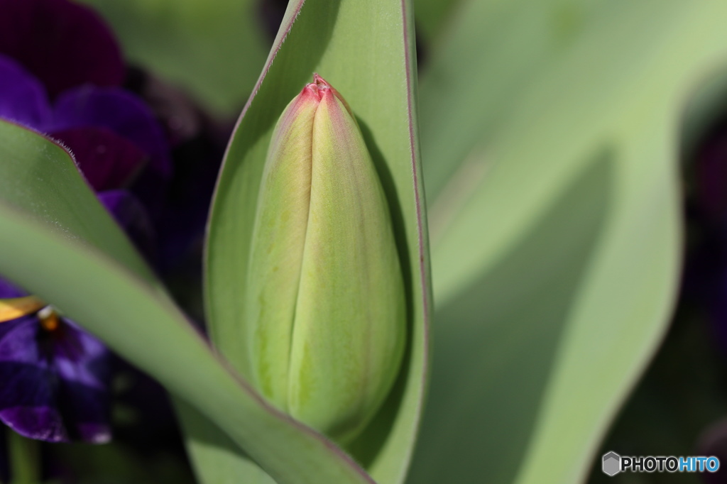 弥生花ー過保護