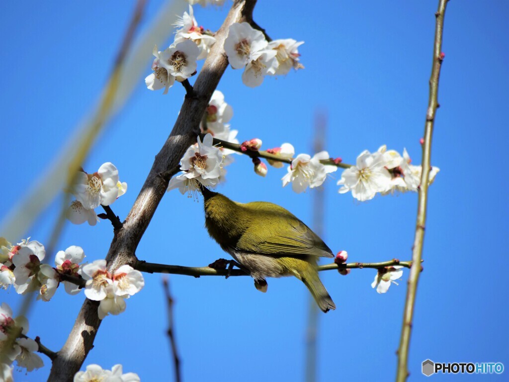 春の使者