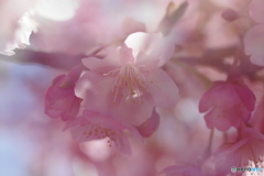 如月桜－Ⅲ