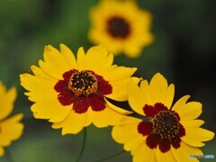 いつも陽気～ⅱ