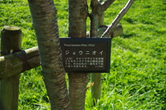 桜いろいろー１５