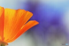 California poppy～ⅲ