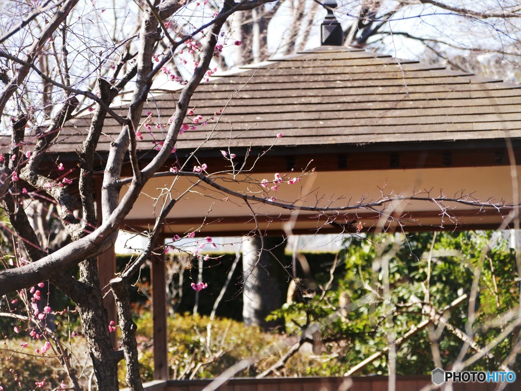 東屋と紅梅、、、。