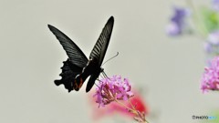 Papilio protenor