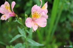 水無月花ー17