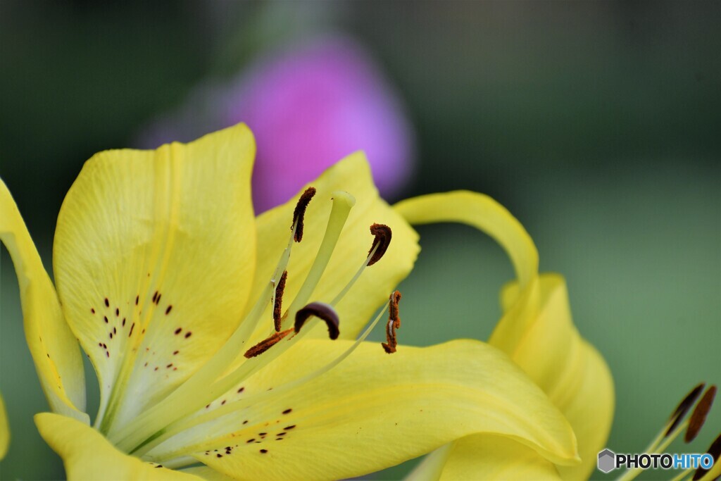 百合の蕊