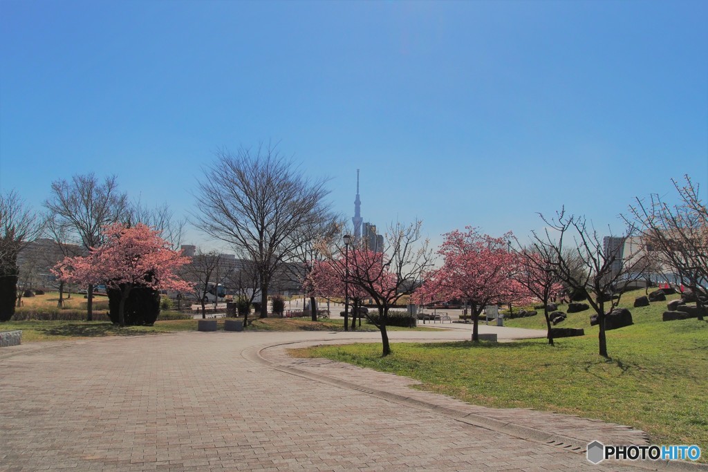 汐入公園の河津桜