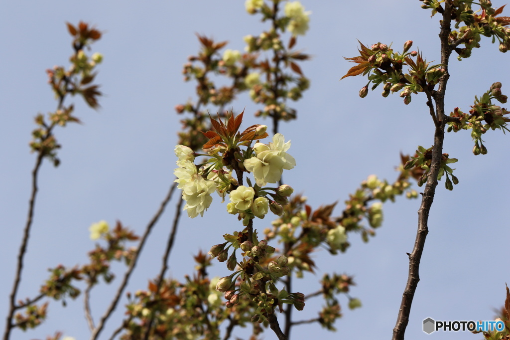 卯月桜ーウコンー２