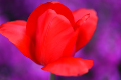 チューリップ -13