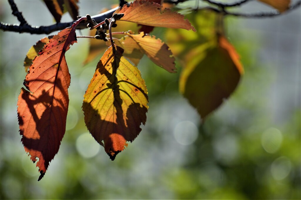 秋への階段～ⅲ