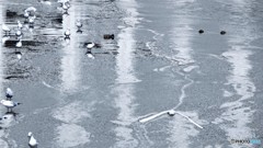 隅田川の水鳥達、、、ⅰ