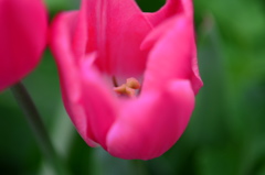 チューリップ -12