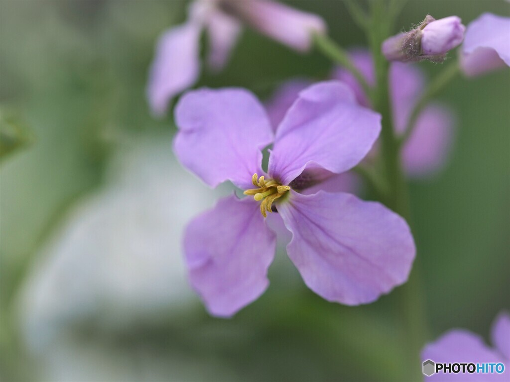 大紫羅欄花