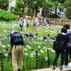 しょうぶ沼公園