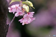 河津桜の宴～ⅱ