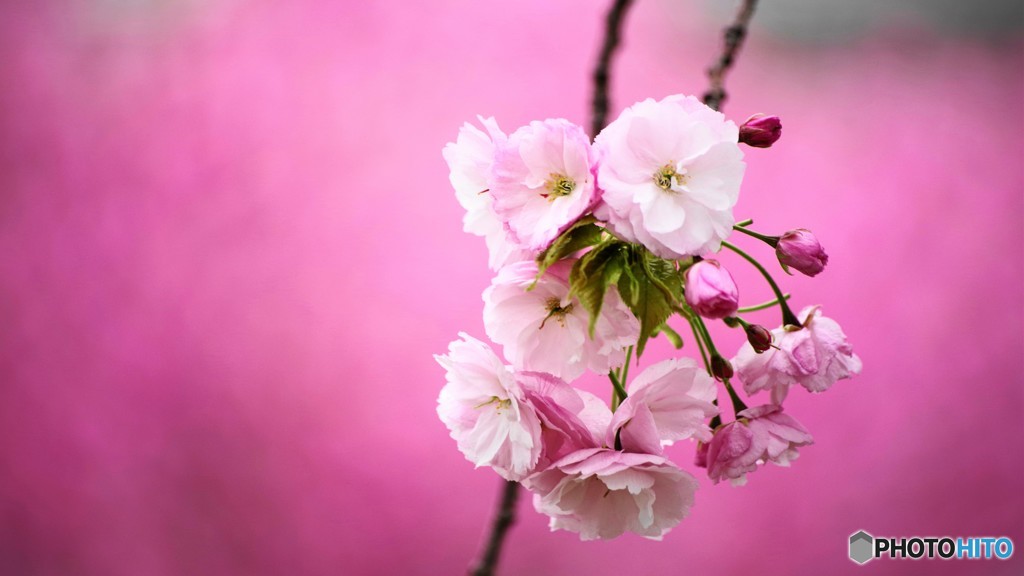 平成最後を咲く桜達～lix