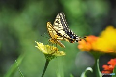 黄花にキアゲハ。