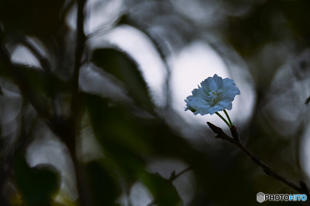 子福桜が咲く