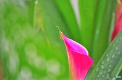 雨の日の花達～①