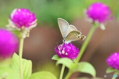 ウラナミシジミの舞～ⅱ