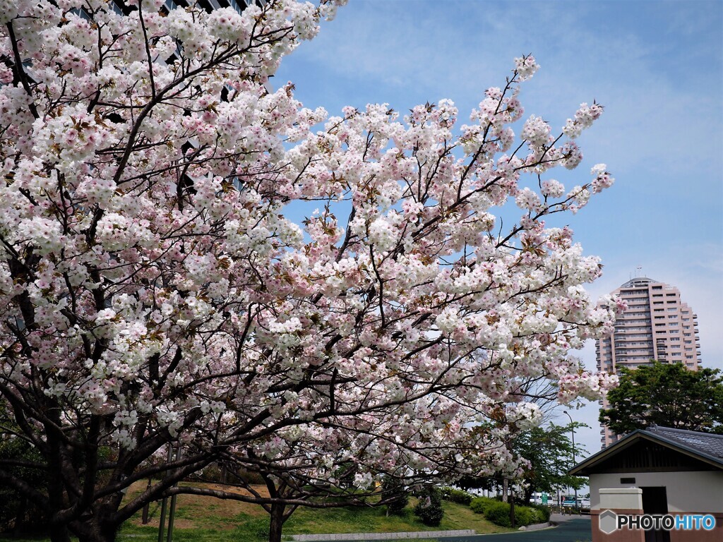 名残り惜しき八重桜～ⅴ