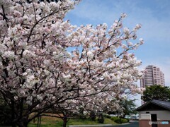 名残り惜しき八重桜～ⅴ