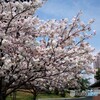 名残り惜しき八重桜～ⅴ