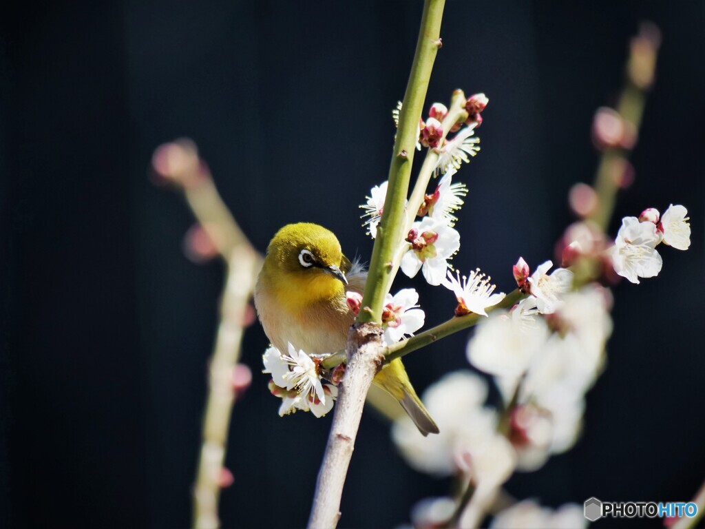 春の使者～ⅱ