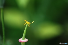 花弁は何処に