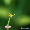花弁は何処に