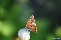 紅シジミチョウの舞－35