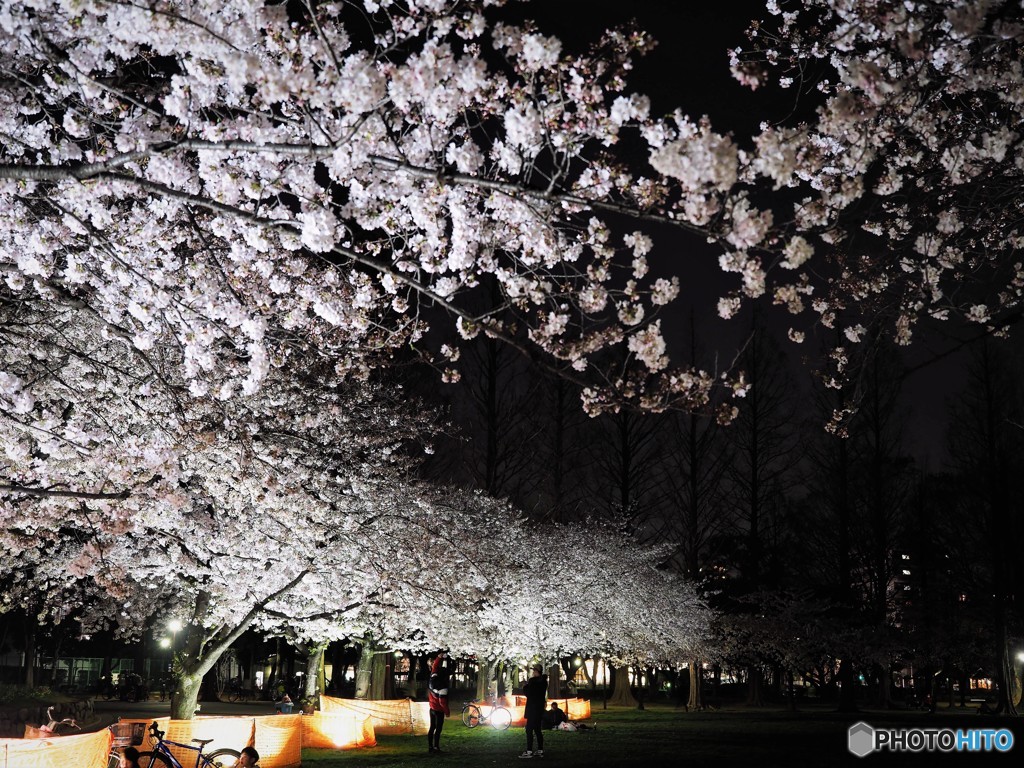 元渕江公園の夜桜～ⅰ