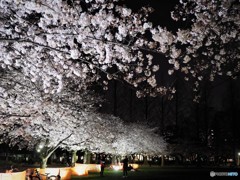 元渕江公園の夜桜～ⅰ