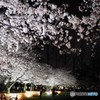 元渕江公園の夜桜～ⅰ