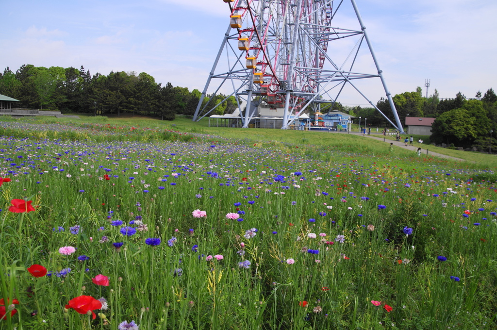 葛西臨海公園ー１